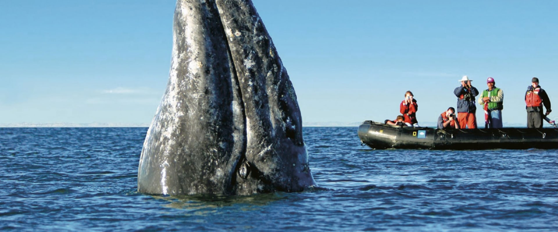 Wildlife Encounters: What You Might See on a Responsible Jet Ski Tour