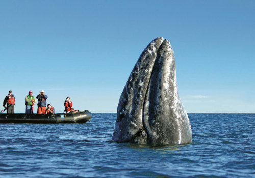 Wildlife Encounters: What You Might See on a Responsible Jet Ski Tour
